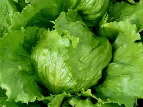 Iceberg Lettuce Plug Plants Grow Your Own Salads (3)