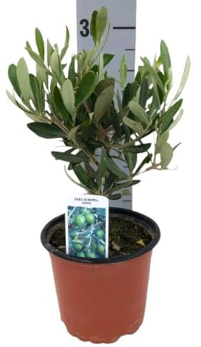 Mini Olivo Árbol Natural Planta Viva Olivo Enano Decorativo Regalo Perfecto para Amantes de las Plantas Fácil de cuidar