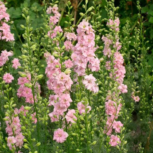 Plant World Seeds - Delphinium Consolida 'Limelight Light Pink' Seeds (Perennial Flower Seeds)