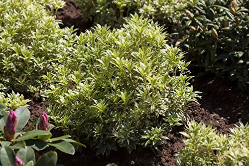 Pieris japonica 'Variegata' 40–50 cm – Winterhart, Immergrün, Pflegeleicht – Japanische Lavendelheide – Zierstrauch für Garten & Kübel