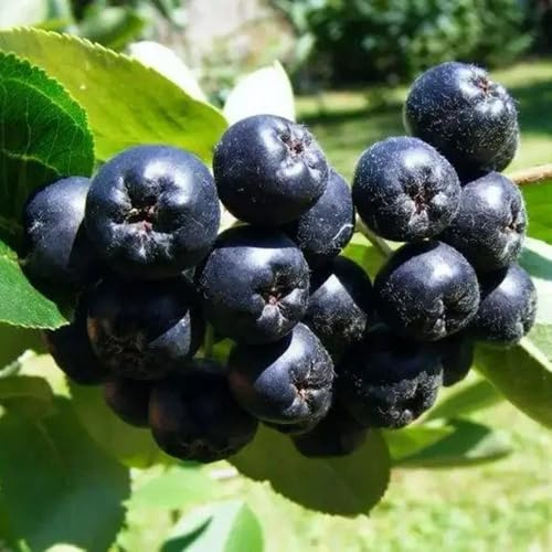 aronia esotiche antiche varietà interno giardino 150semi