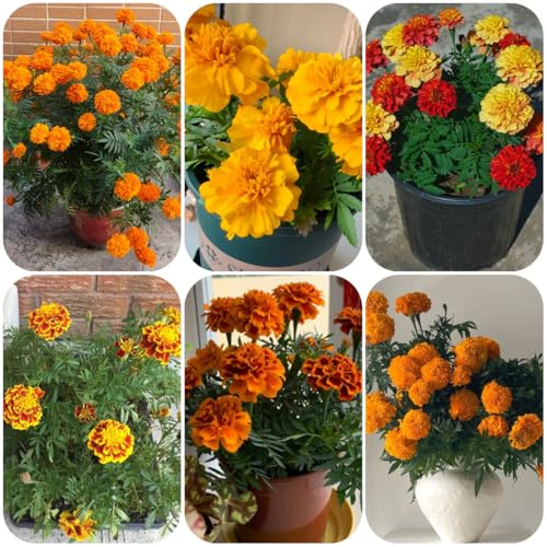 semillas de caléndula - caléndula - aromáticas, para el balcón, trepadoras resistentes, orgánicas perenne 100pcs