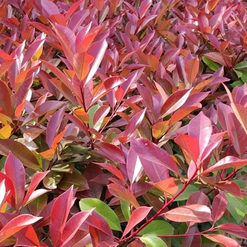Photinia Red Robin - Photinia xfraseri Red Robin 100/120cm Pot 10L ? Arbuste pour Haie et Jardin