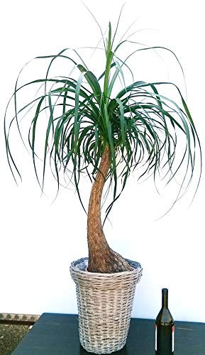 POWERS TO FLOWERS - BEAUCARNEA RECURVATA IN CESTONE VIMINI, MANGIAFUMO, pianta vera