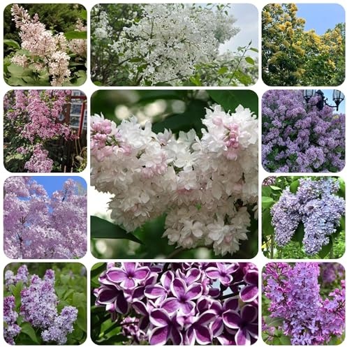 semillas resistentes de lilas - variedades antiguas Decoración jardín 800pcs