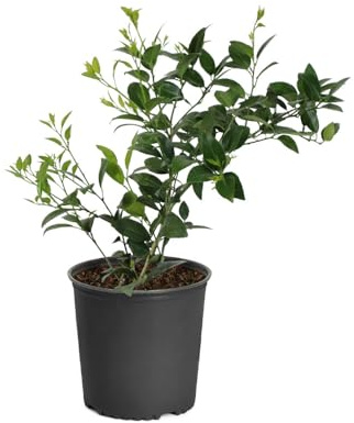 Árbol de Lima Natural Planta Perfecta para el Cultivo de Limas