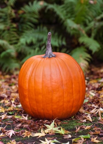 15 semi di zucca Connecticut Field– grandi giganti arancioni (5-15 kg) – tradizionale Halloween & Menù – varietà robusta e ad alto rendimento