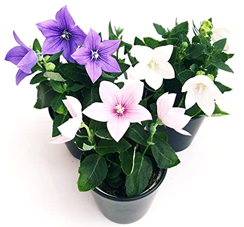 POWERS TO FLOWERS - PLATYCODON, CAMPANULA TRIS 3 PIANTE. BIANCO BLU ROSA