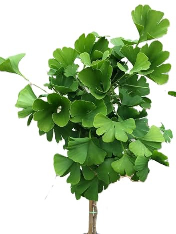 Fächerblattbaum 'Ginkgo biloba Mariken' Hochstamm 80 cm winterhart Freilandaufzucht