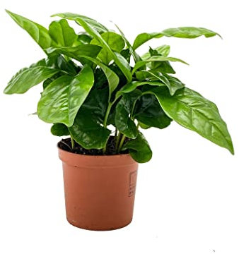 Planta del Café DECOALIVE Planta Natural