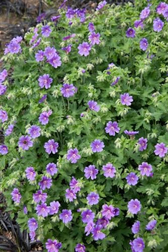 Geranium x magnificum 'Anemoniflorum' 9x9 cm Topf – Winterhart, Mehrjährig, Pflegeleicht – Pracht-Storchschnabel – Beetstaude für Garten & Rabatte