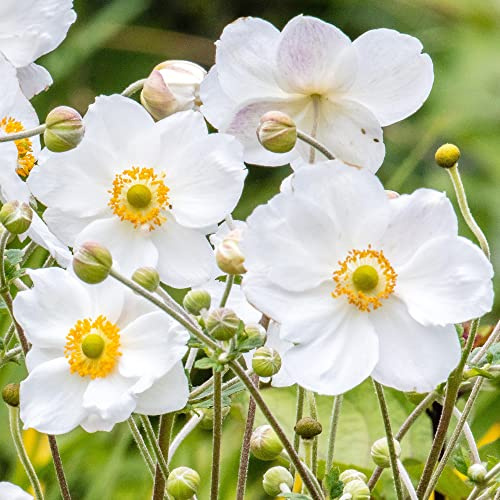 Anemone Plant Honorine Jobert - Anémone du Japon - Vivace de Jardin Caduque