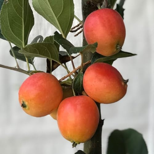 John Downie Zierapfel Apfel Apfelbaum Buschbaum, 5 Liter Topfballen