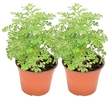 DECOALIVE Set de 2 Rudas Plantas Aromáticas de la Suerte Plantas Naturales para el Hogar, 8436601571977
