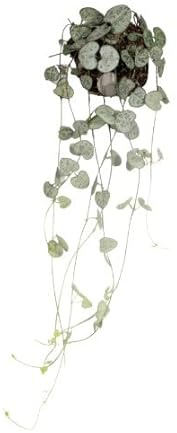 Ceropegia Woodii | DECOALIVE | Cadena de Corazones | Planta de Interior | Planta Natural