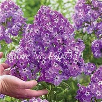Seeds Virtue Mixed Phlox Bonsai Flower Seally 120 pc Plan Phlox Fiore Phlox Drummontii so rare beauty Your garden: 15: Only Seeds Not A Live Plants