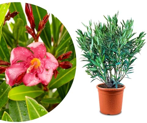 Meine Orangerie - Oleander 'Evolution' Mezzo - exklusive Sonder-Sorte: besonders frosthart, extra viele Blüten, besonders pflegeleicht und winterhart (Rot, Topf Ø 21cm)