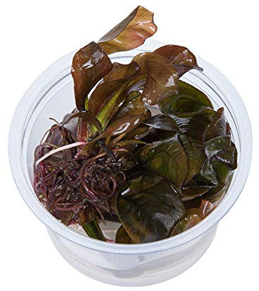 Aquarium Fan Echinodorus 'Reni' 1 Cup in vitro