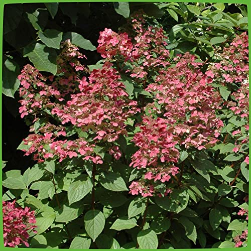 Rispenhortensie Wims Red weiß-rosa-rot - Hortensie winterhart & mehrjährig - Hydrangea Paniculata - 1 Pflanze von Garten Schlüter - Pflanzen in Top Qualität