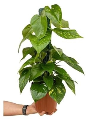 Poto Tutor Natural Planta de Potho para Realzar la Estética de tu Entorno