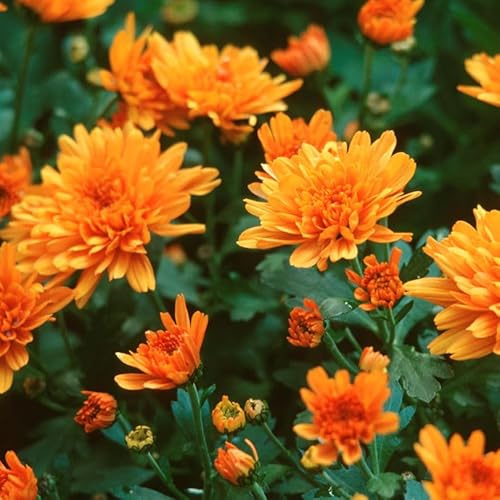 Winteraster Bronzeteppich - Chrysanthemum Indicum - lebende Gartenpflanze aus den Baumschulen