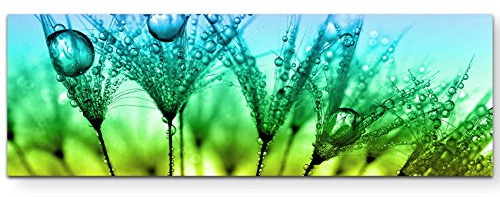 Paul Sinus Art Leinwandbilder | Bilder Leinwand 120x40cm Pusteblume mit Tautropfen – Nahaufnahme