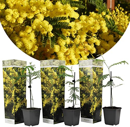 Plant in a Box- Acacia dealbata Mimosa - Set de 3 plantes de mimosa - Pot 9cm - Hauteur 25-40cm - plantes de jardin - persistantes