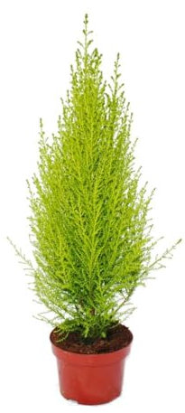 Ciprés Amarillo Goldcrest Natural Árbol de Exterior de Fácil Mantenimiento