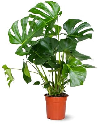 Attitude Jardin - Monstera deliciosa - plante trouée - purificateur d'air - 80-90 cm - ⌀ 21 cm - plante d'intérieur