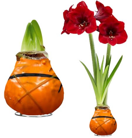 FLORIUM - Wachs Amaryllis Zwiebeln Gestreifte Orange – Wachsamaryllis 28/30 Großformat | 2 Stück | gewachst/wax | ohne Gießen | Zimmerpflanzen aus Holland - Hippeastrum (kein glas, vase und Topf)