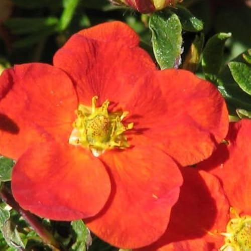 Fingerstrauch 'Red Ace' - Potentilla fruticosa 'Red Ace' - 25-30 cm Topf - Orange-roter Zierstrauch