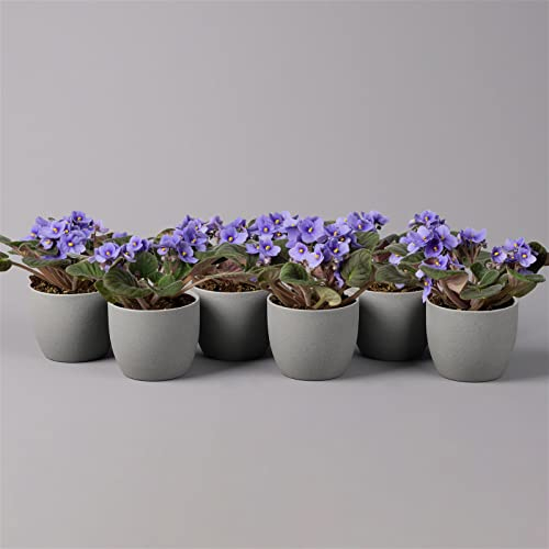 Usambaraveilchen, hellblau, Topf-Ø 12 cm, 6er-Set