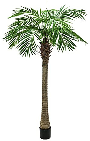 Europalms 82510721 Phoenix Palm Tree Luxor, 210 cm