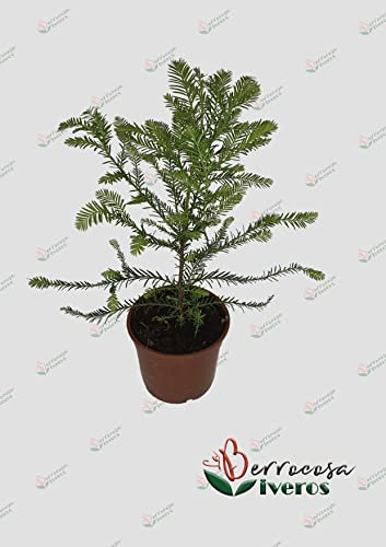 Arbol de Secuoya Gigante en maceta altura de 50 cm aprox. Sequoia Sempervirens/Secuoya california roja