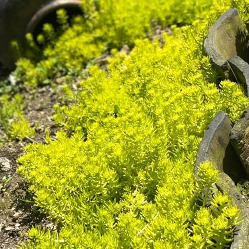 Semillas de Sedum Lineare - para lugares soleados semillas de pradera de mariposas variedades antiguas jardín de semillas de silvestres Decoración 1000pcs