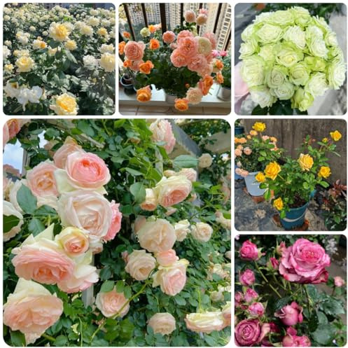 semillas de rosal resistente silvestres, balcón, enredaderas para decoración de cercas de rosal trepador resistentes y fragantes de para camas 500pcs