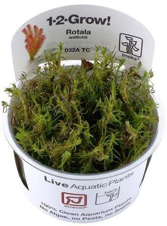 Tropica Rotala wallichii 1-2 GROW!