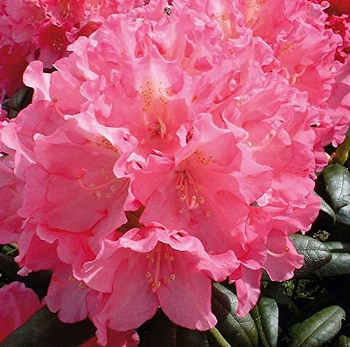 Hochstamm Rhododendron Polaris 60-80cm - Alpenrose - lebende Gartenpflanze aus den Baumschulen