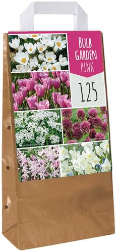 Giardino di bulbi Tulipano rosa Allium Crocus Chionodoxa Allium Narciso Bulbi fioriti (125 bulbi)