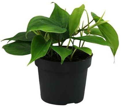 Philodendron Scandens – Ø 12 cm – 20 cm