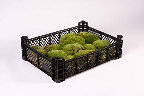 Bodengrund Kugelmoos für Terrarium - Terrarien Boden für Reptilien Natur Moos echte Mooskugeln Einstreu Moosgrund dicker Moosteppich Deko Moss für Terraristik Regenwaldterrarium (1 Kiste Kugeln)