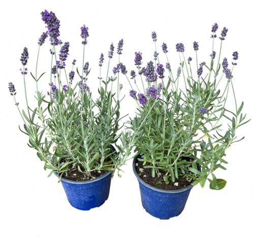 Pianta di Lavanda Hidcote Vera, 2 Pezzi in Vaso da 14 cm, Fiori Viola, Pianta Viva per Esterno PIANTA NON FIORITA RICCA DI BOCCIOLI