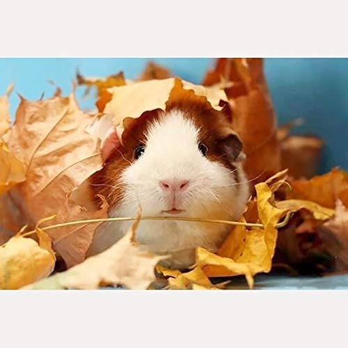 Bimkole 5D DIY Diamond Painting Zubehör Diamant Malerei Hamster Kit Bohren voll Strass Set, Gemälde Malen nach Zahlen mit Dekoration 30 * 40cm(d1-348)
