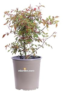 Pianta di Rosa Chinensis Mutabilis pianta ornamentale da esterno giardino terrazzo balcone pianta vera fiore multicolore venduta da eGarden.store