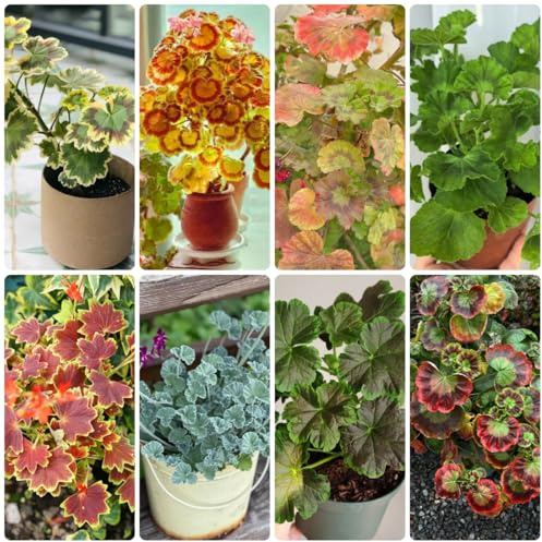 geranien kletterpflanzen steingartenpflanzen pelargonium gartendeko für draußen kräuterpflanzen deko blumenwiese mehrjährig frühlingsblume winterharte kübelpflanzen bodendecker 100samen