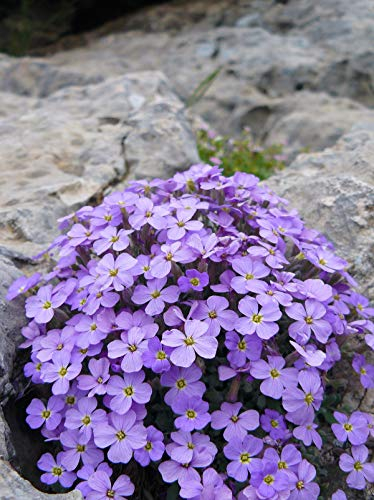 Aubretia Plants, 'Lilac Blue', 12 x Full Plant Pack, Bedding Plants, Aubretias, Garden Ready and Ready to Plant, Premium Quality Flowers