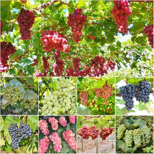 weinrebe - garten obstsamen balkonpflanzen balkon säulenobst topfpflanzen stauden draußen - Seltene serie - 200samen