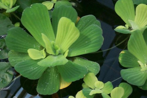 Mühlan vattenväxter 3 stora snäckblommor för trädgårdsdammen