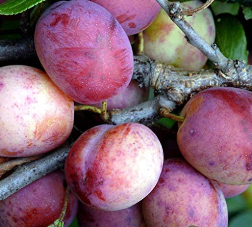 Patio Dwarf Opal Plum Fruit Tree 3-4ft Supplied in a 5 Litre Pot by DirectPlants