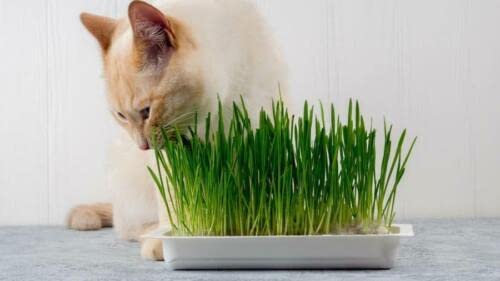 60 Seeds of Cat Grass, Grow Your Own Plant to Aid Digestion Simply Garden